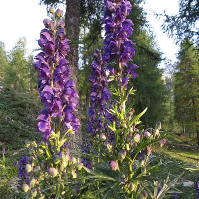 Aconitum_napellus Aconitum napellus