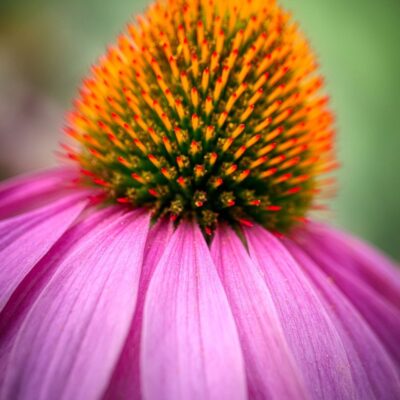 purple-coneflower-8225677_1280