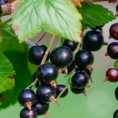 Ribes Nigrum Ribes Nigrum