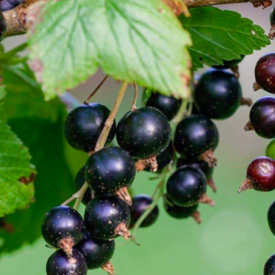 Ribes Nigrum