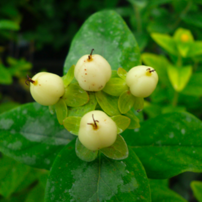 Hypericum Hypericum